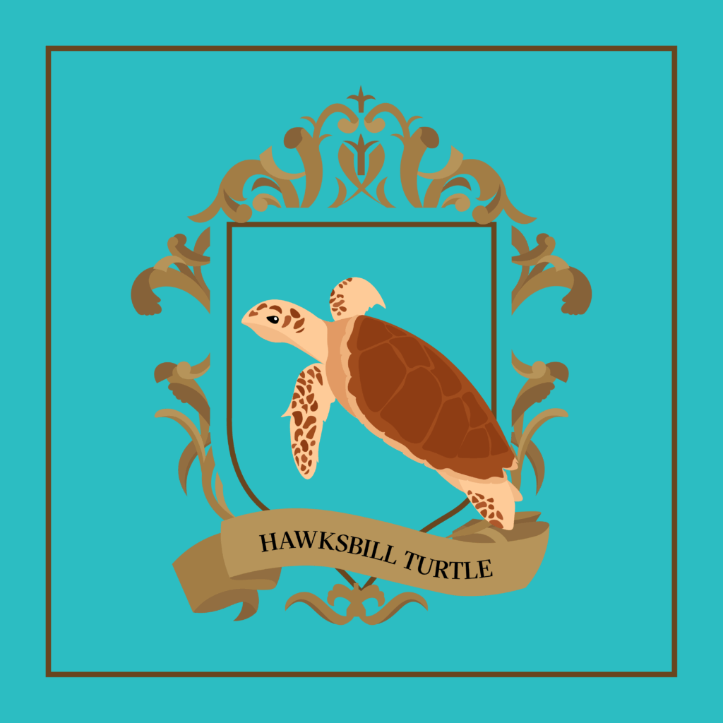 n6-hawksbill-turtle